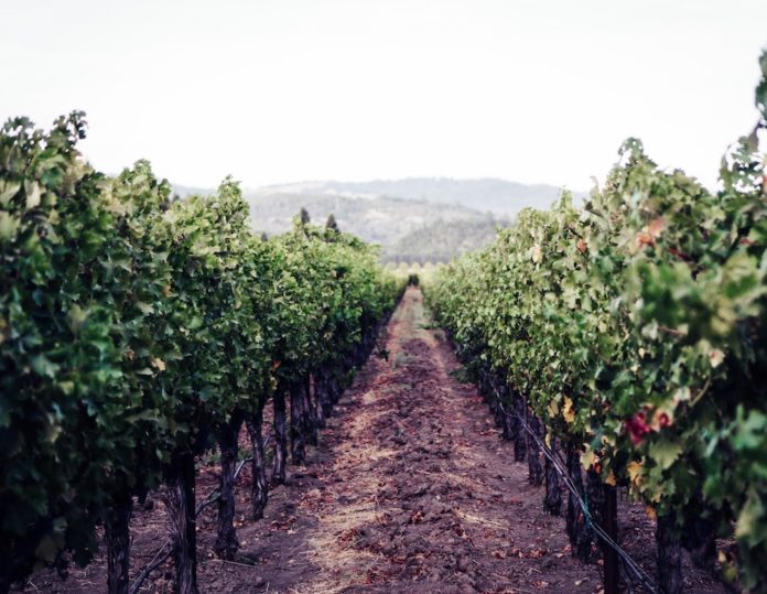 The Wine Industry Could Face Tough Times in 2020